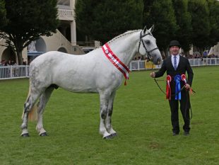 Cappa Dianthus - Cappa Stud where all stallions are fed with Bluegrass Horse Feeds. Copyright www.esphotography.co.uk